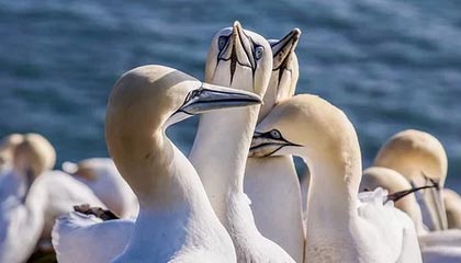 e星体育官网:用官方之力点亮赛事热情,开启无忧博彩新体验