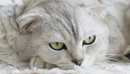 DB电竞官网下载-云开体育：云端驱动的运动生态新纪元